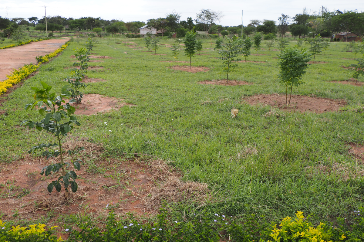 Christbaumaktion2025_2_1200x800